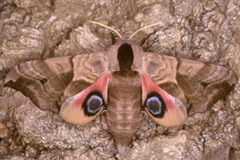 Smerinthus Ocellata